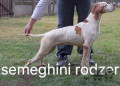 Pedigree SEMEGHINI ROGER Pedigree SEMEGHINI ROGER
